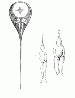 homunculus Hartsoecker