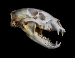Portrait of a Black Bear Skull